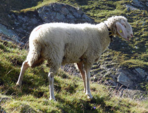 Овца Tiroler Bergschaf 